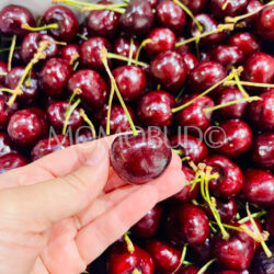 Canadian Super Harvest Staccato Red Cherry (9.5 row)