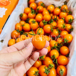 China Bingcheng Qianxi Cherry Tomato China Bingcheng Qianxi Cherry Tomato