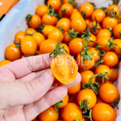 China Bingcheng Qianxi Cherry Tomato cross section China Bingcheng Qianxi Cherry Tomato cross section