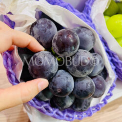 Japanese Koshu Hishiyama Pione Grapes(Kokorozukushi Grade)