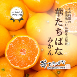 Japanese Fukuoka Yame Hana Tachibana Mikan poster