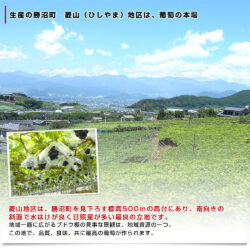 Japanese Koshu Hishiyama Grape farm