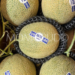 Premium Qiwen Hami Green Muskmelons Premium Qiwen Hami Green Muskmelons
