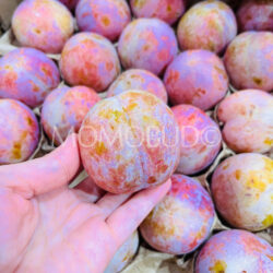 Spain IberPlum®9 Plum 1