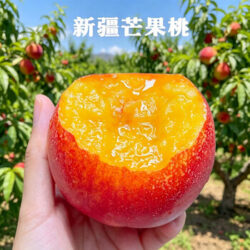 Xinjiang Selection Yellow Nectarines Xinjiang Selection Yellow Nectarines